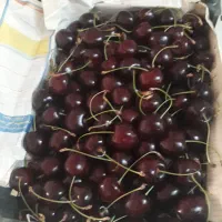 گیلاس تک سوپر فردو