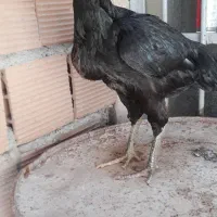 مرغ لاری  نصل دار