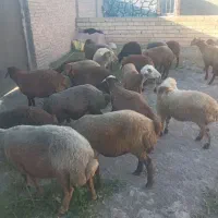 ۱۰راس گوسفند بره دار جوان بفروش میرسد