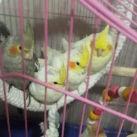یک جفت عروس هلندی نرو ماده مولد