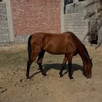 اسب