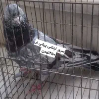 فروشی اردکان