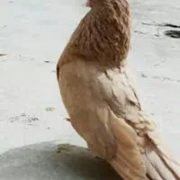 کود کفتر