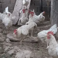 فروش مرغ تخم گذار