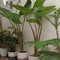 گلهای زیبا
