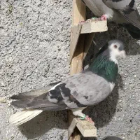 چند عدد کبوتر