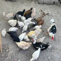 مرغ خروس اردک خارجی جوجه اردک