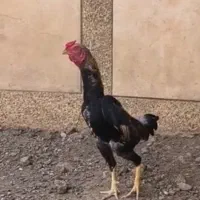 کوشامو لاری مینیاتوری