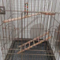 یک عدد قفس طوطی