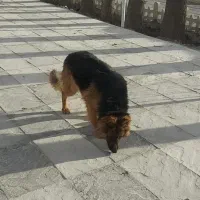 ژرمن بالغ