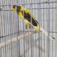 قناری رسمی بلند نر ابلغ ۳ماهه