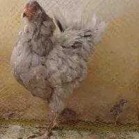 مرغ گلین با جوجه