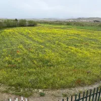 ۱۰۰۰ متر امام رضا۱ شاندیز