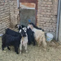 بزغاله