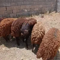 بره ماده چاق