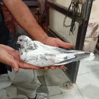 کبوتر غریب