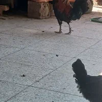 خروس محلی