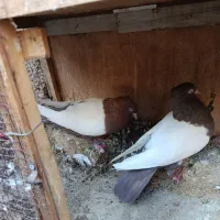 جفت سینه ای
