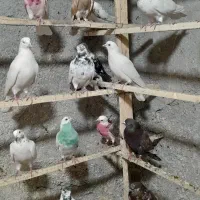 تعداد ۵۰۰عدد کبوتر تهرانی درجه یک