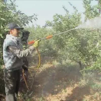 سمپاشی درختان