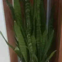 گل سانسوریا