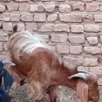 گوسفند