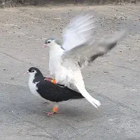جفت ساده نقاشی بدون ایراد