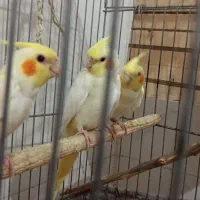 فروش عروس هلندی