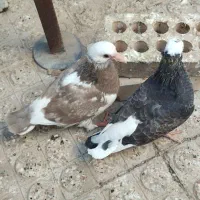 جوجه کبوتر 7عدد دونه 150 تومان