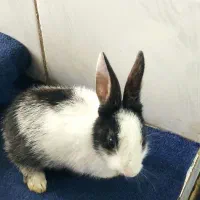 خرگوش فروشی