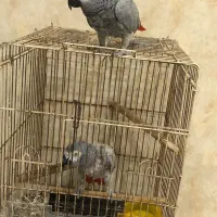 کاسکو جفت نرو‌ماده