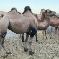 شتر|حیوانات مزرعه|زاهدان, |دیوار