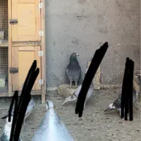 چند برابر پول صید میدم