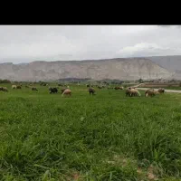 25جفت میش داشتی