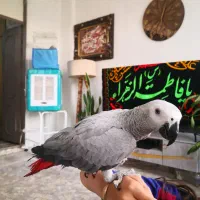 کاسکو گرینچیک ملنگو راهب  خورشیدی