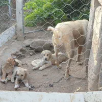 فروش سگ توله سگ پژدر (اصل) تو نسلشون همسو هم دارن