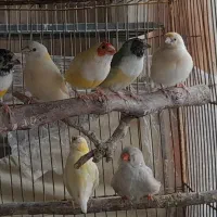 فنچ گلدین زبرا اورنج بنگالی