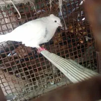 کبوتر پشتدار سرخ با طوق الماسی