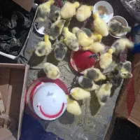 فروش جوجه قوغاز
