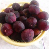 انجیر قندعسل