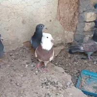 کبوتر طوقی وجوجه پلاکی