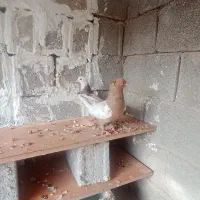 کبوتر