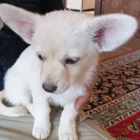 سگ روباهی پا کوتاه