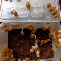بچه حلزون