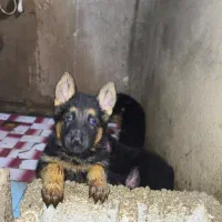 توله سگ ژرمن شپرد