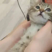 بچه گربه