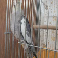 ۴ عدد عروس هلندی + قفس