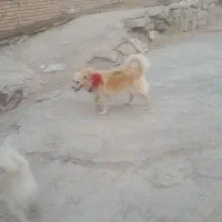 واگذاری سگ