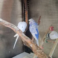 مرغ عشق پروانه ای آبی سفید