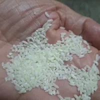 برنج محلی